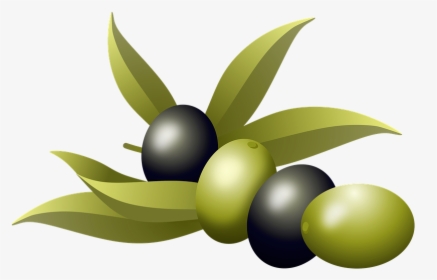 Olives, Oil, Fruits, Olive Tree, Branch, Nature, Plants - Aceitunas De Oliva, HD Png Download, Transparent PNG
