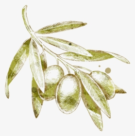 Olives Drawing Olive Branch - Olive Leaf Drawing Png, Transparent Png, Transparent PNG
