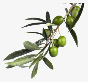 Russian-olive - Olive Branch Png, Transparent Png, Transparent PNG