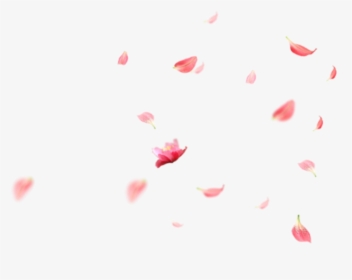 Transparent Falling Flowers Png - Flowers Falling Gif Transparent, Png Download, Transparent PNG