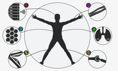 Sharpie S Body Structure - Vitruvian Man Modern One Man, HD Png Download, Transparent PNG
