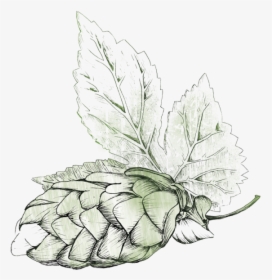 Illustration Beer Hops Png, Transparent Png, Transparent PNG