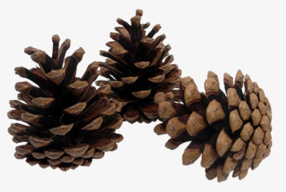 Pine Cone Png Image Transparent Background - Transparent Pine Cone Png, Png Download, Transparent PNG