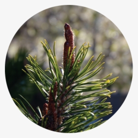 Two Needle Pinyon Pine, HD Png Download, Transparent PNG