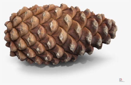 3d Pine Cone Model Free, HD Png Download, Transparent PNG
