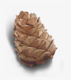 Conifer-cone - Conifer Cone, HD Png Download, Transparent PNG