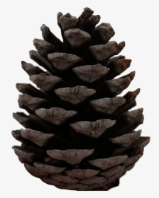 #pine #cone #tree #christmas #freetoedit - Western Yellow Pine, HD Png Download, Transparent PNG