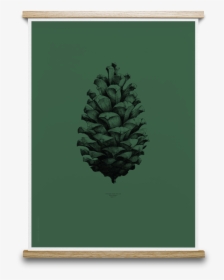 Transparent Dark Forest Png - Pine Cone Art Prints, Png Download, Transparent PNG