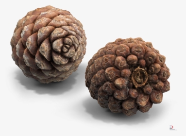 5 Pine Cone Royalty-free 3d Model - Custard-apple, HD Png Download, Transparent PNG