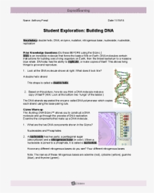 Building Dna Gizmo Answer Key - This is often linked to building dna
