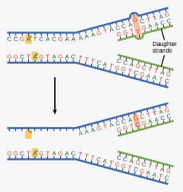 Transparent Dna Strand Png - Cell Division Gizmo Answer Key, Png Download , Transparent Png ...
