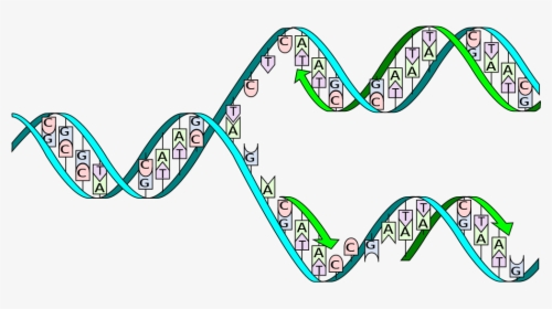 Complementary Base Pairing During Dna Replication, HD Png Download, Transparent PNG