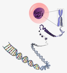 Genetics Png - Many Chromosomes Do Humans Have, Transparent Png, Transparent PNG