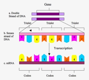 Transparent Dna Strand Png - Cell Division Gizmo Answer ...