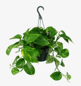 Golden Pothos Hanging Basket Hanging Pothos Transparent - Transparent Background Hanging Plants Png, Png Download, Transparent PNG