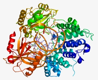 Dna Ligase 1 Structure Clipart , Png Download - Human Dna Ligase I Structure, Transparent Png, Transparent PNG