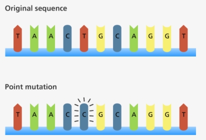 The Original Sequence Reads Taactgc - Mutation Biology, HD Png Download, Transparent PNG
