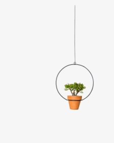 Img - Houseplant, HD Png Download, Transparent PNG