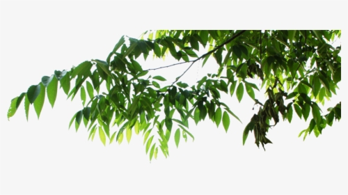 Psd Official Psds - Hanging Tree Leaves Png, Transparent Png, Transparent PNG