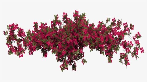#flower #floral #garden #red #plants #plant #hanging - Transparent Bougainvillea Png, Png Download, Transparent PNG