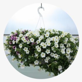 Transparent Hanging Plant Png - Artificial Flower, Png Download, Transparent PNG
