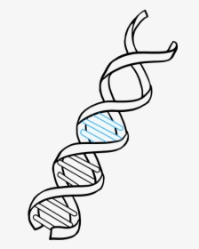 How To Draw Dna - Dna Drawing Easy, HD Png Download, Transparent PNG