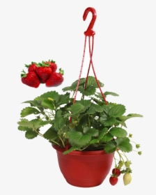 Free Strawberry Plant Png - Strawberry Plants Hanging Basket, Transparent Png, Transparent PNG