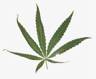 Marijuana Leaf Png - Transparent Sativa Leaf, Png Download, Transparent PNG
