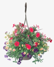 Hanging Basket Calypso Wholesale - Hanging Flower Basket Png, Transparent Png, Transparent PNG