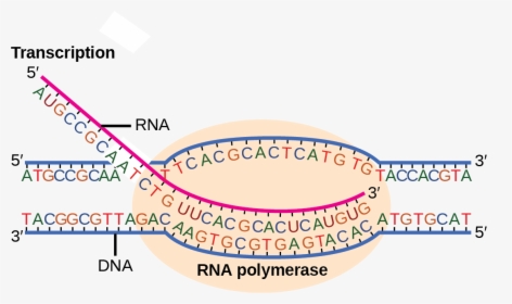 Illustration Shows Rna Synthesis By Rna Polymerase - Transcription Direction, HD Png Download, Transparent PNG