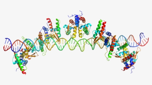 S48 Dna Strand 1 S48 Dna Strand 2 Tubr Of The Pxo1 - Graphic Design, HD Png Download, Transparent PNG