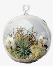 Tillandsia Ionantha In The Glass, HD Png Download, Transparent PNG