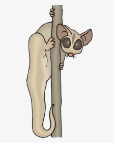 Cuscus Animal Clipart, HD Png Download, Transparent PNG
