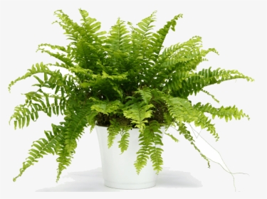 Choosing The Best Plants - Fern In White Pot, HD Png Download, Transparent PNG