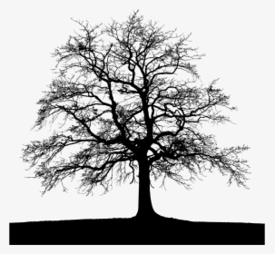High Detail Tree With Ground Silhouette - Landscape Wildlife Photography Aesthetic, HD Png Download, Transparent PNG