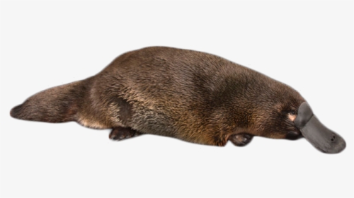 Platypus On The Ground Png Image - Duck Billed Platypus Png, Transparent Png, Transparent PNG