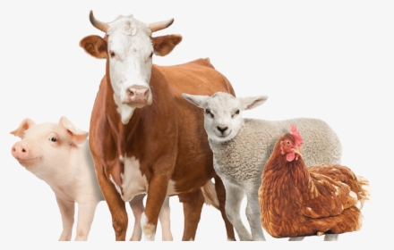 Farm Animals Png - Different Kinds Of Animals In A Farm Png, Transparent Png, Transparent PNG