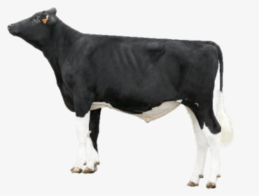 Dairy Sires - Dairy Cow, HD Png Download, Transparent PNG