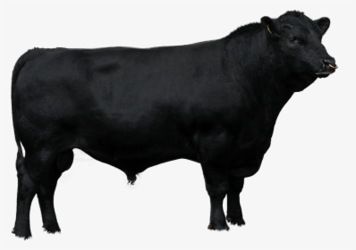 Beef Sires - Brahman Cow Vector Png, Transparent Png, Transparent PNG