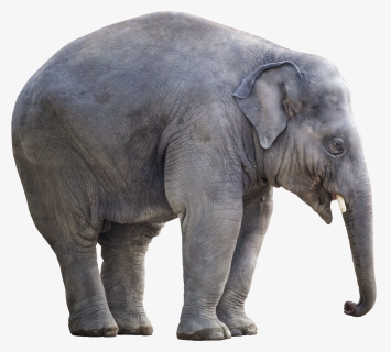 Elephant, White Background, Isolated, Cut Out, Giant - Big Elephant White Background, HD Png Download, Transparent PNG