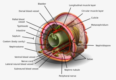 Coelom Definition, HD Png Download, Transparent PNG