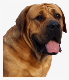 Dog Face Png Image - Png Format Dog Png, Transparent Png, Transparent PNG