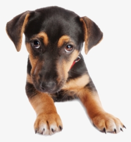 Puppy Dog Face Png - Dog Face Png Transparent, Png Download, Transparent PNG