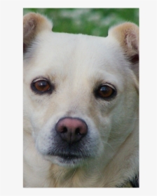 Dog Face Close-up Poster 22 X34 - Hokkaido, HD Png Download, Transparent PNG