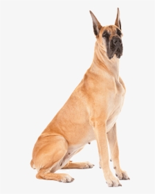 Transparent Doge Face Png - Great Dane Dog Png, Png Download, Transparent PNG