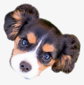 ##puppy #face #dog - Companion Dog, HD Png Download, Transparent PNG