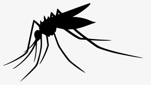 Mosquito Transparent Png - Transparent Background Mosquito Clipart, Png Download, Transparent PNG