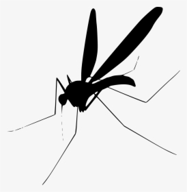 Grab And Download Mosquito Png Clipart - Transparent Background Mosquito Clip Art, Png Download, Transparent PNG