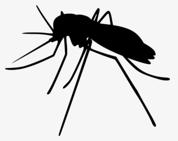 Mosquito, Insects, Silhouette, Aedes, Anopheles - Mosquito Silhouette Png, Transparent Png, Transparent PNG