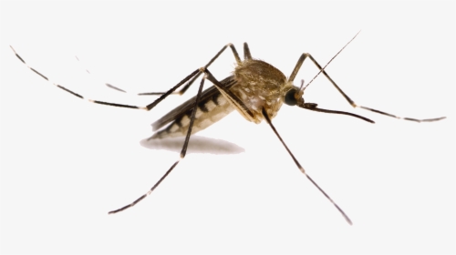 Download Mosquito Png Images - Transparent Background Mosquito Clipart, Png Download, Transparent PNG